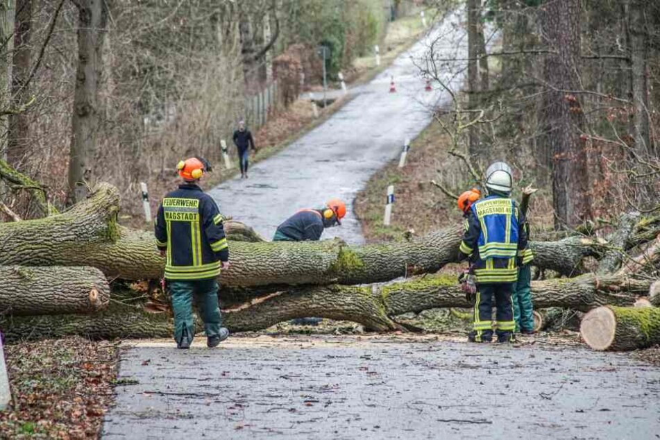 Baden-Württemberg, Magstadt: Einsatzkräfte der Feuerwehr bergen einen Baum.