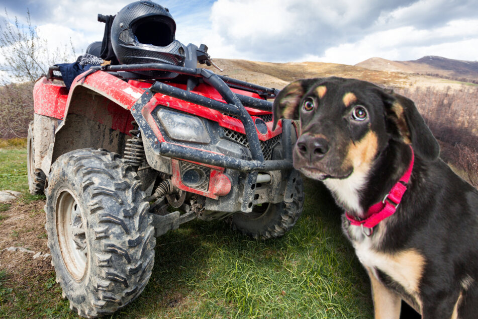 Der verängstigte Hund hatte keinen Spaß an der Quad-Fahrt und versuchte zu fliehen. (Bildmontage)