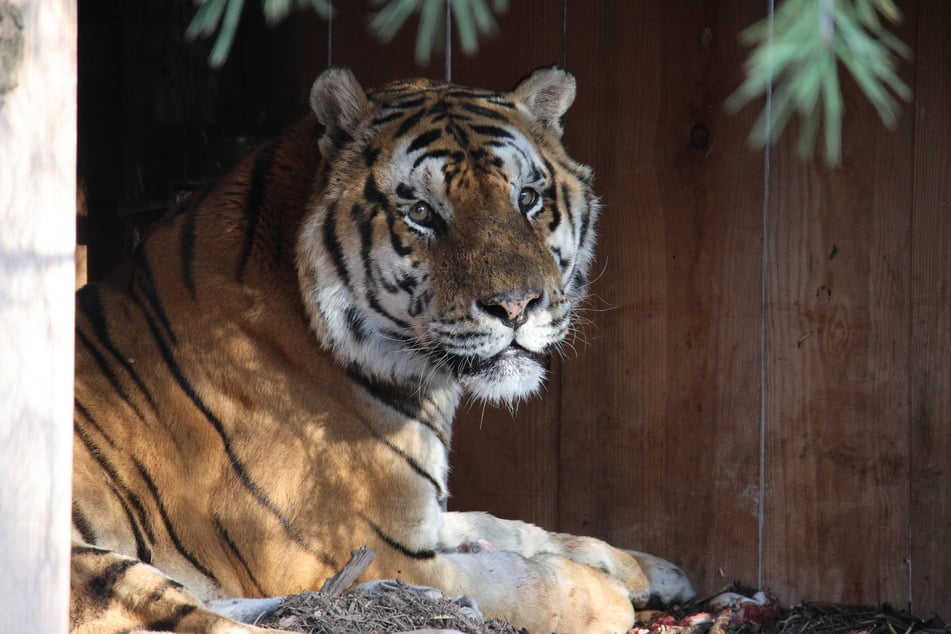 Die Tierschutzorganisation hat Erfahrungen mit Tigern und selbst schon welche aufgenommen.