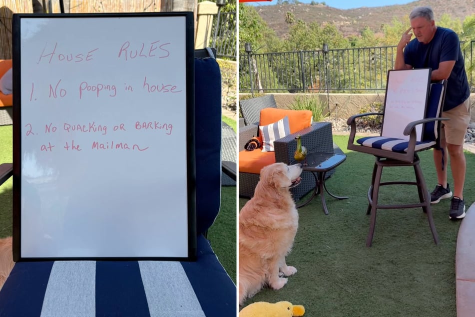 In einem weiteren Video erklärt Rick McCandless seiner Hündin Cali und ihrer Stoffente noch einmal die Hausregeln - per Whiteboard-Präsentation.