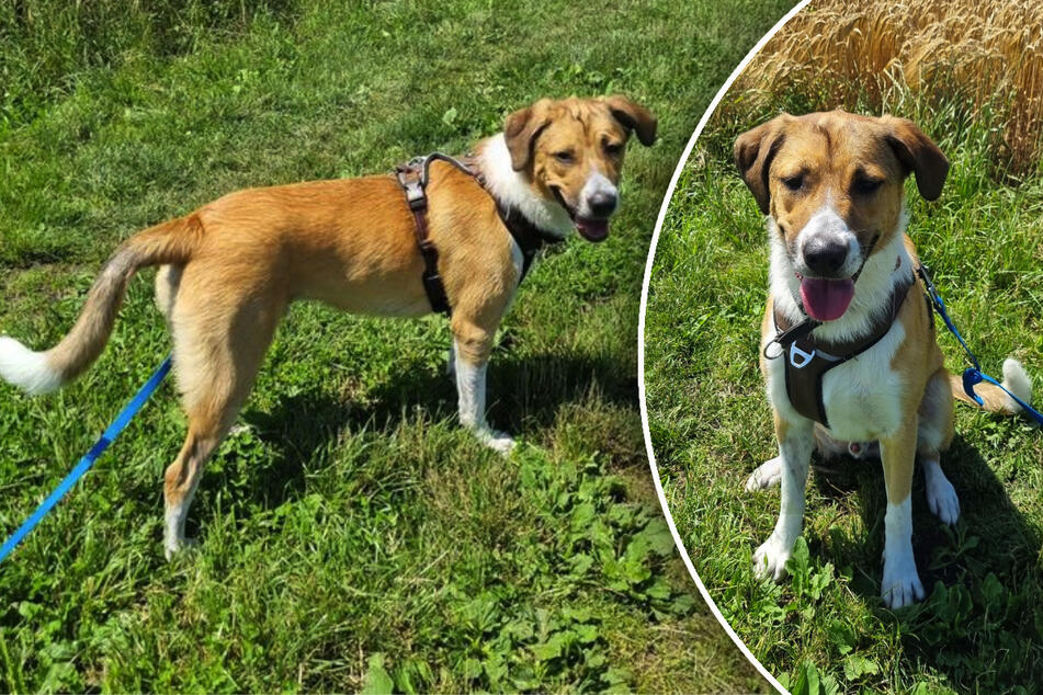 Mischling Jerry sucht Besitzer, die Erfahrung im Umgang mit Hunden haben.