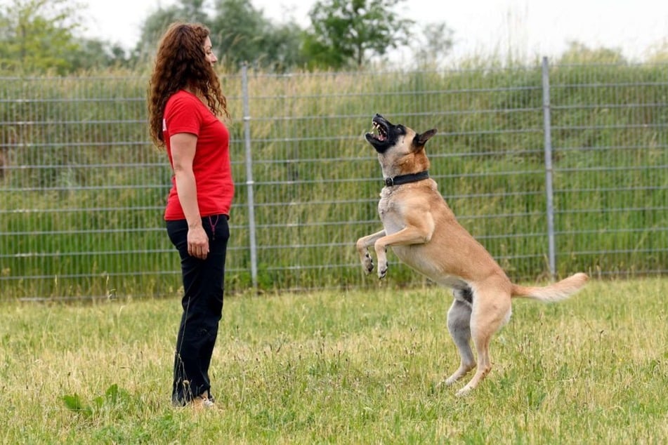 Trotz seines Alters ist der Hund noch sehr sportlich.