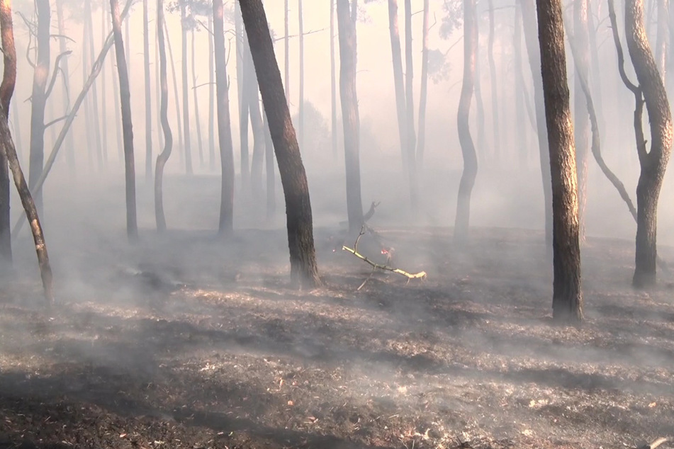 Am Donnerstag brach in einem Waldstück nahe Stendal ein heftiger Brand aus.