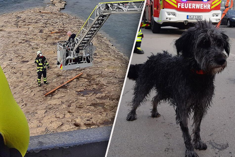 München: Feuerwehreinsatz an der Reichenbachbrücke: Hund springt in die Isar, Frau hinterher