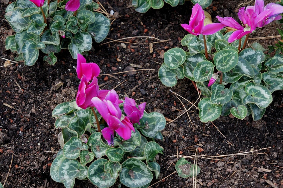 Auch wenn man Alpenveilchen im Garten pflanzt, ist gut durchlässige Erde wichtig.