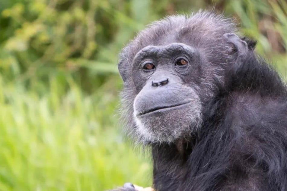 Después de un diagnóstico impactante: la chimpancé Koko falleció a los 52 años