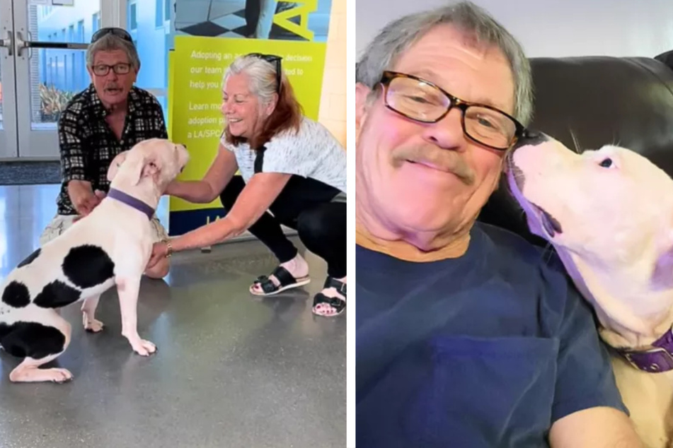 Mann setzt Hund im Tierheim ab, doch in letzter Sekunde fasst er sich ein Herz