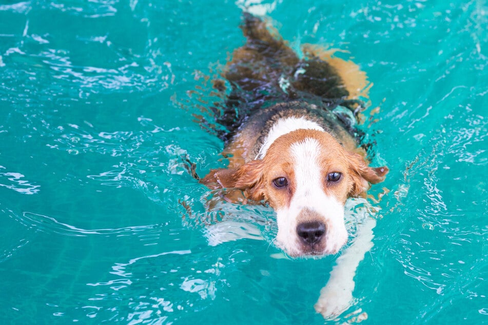 Einige Hunde, wie beispielsweise der Beagle, sind nicht unbedingt als wasserliebende Tiere bekannt, können das Schwimmen aber trotzdem erlernen.