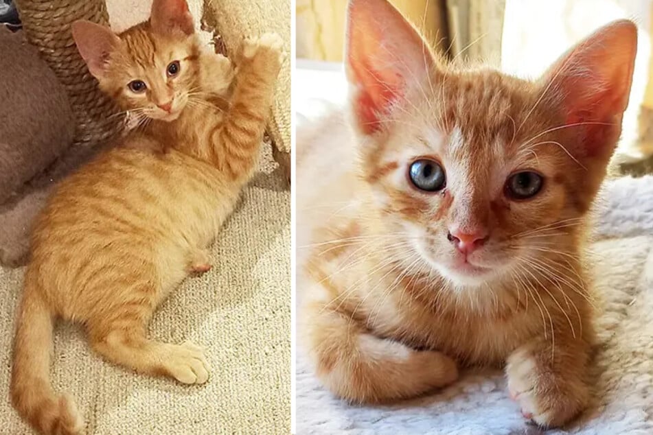 Süße Kater-Brüder im Tierheim geboren: Schaffen die Babys den Absprung?