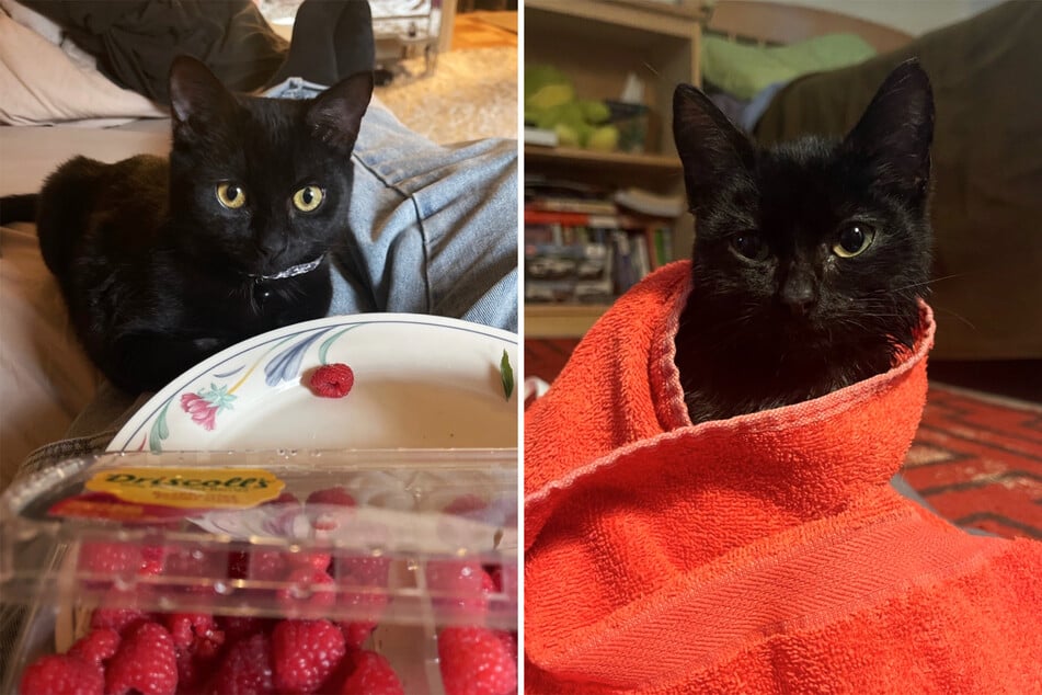 Futrzasty pupil już dobrze się zadomowił i nie musi już martwić się o poparzenia słoneczne.