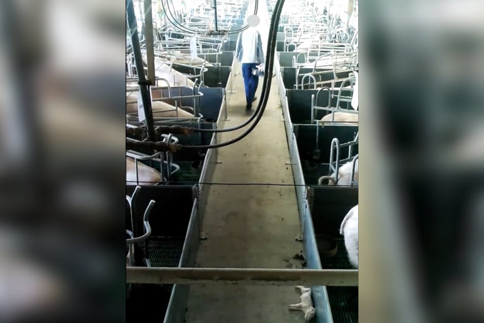 Aufnahmen der Tierschützer zeigen unter anderem, wie ein Mitarbeiter das verletzte Ferkel auf dem Gang seinem Schicksal überlässt.