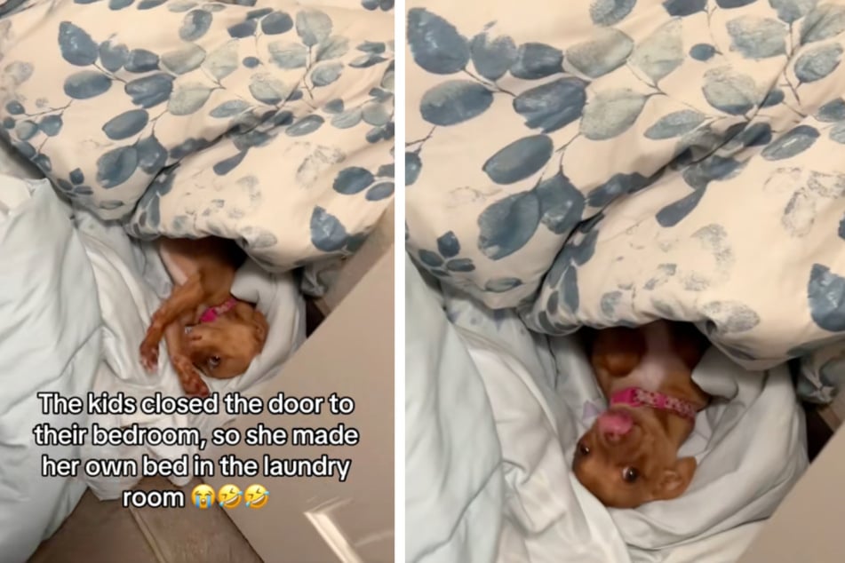 Chihuahua wird aus Kinderzimmer ausgesperrt: Dann kommt er auf eine clevere Idee