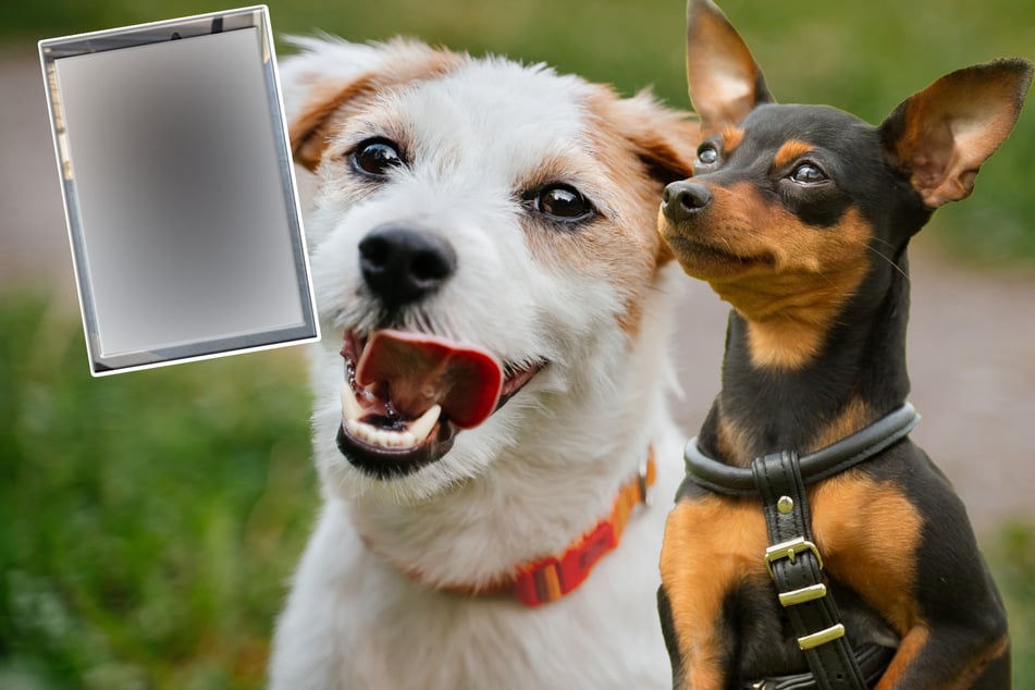 Cuando dos razas de perros adorables hacen el amor, surge este mestizo dulce como la miel