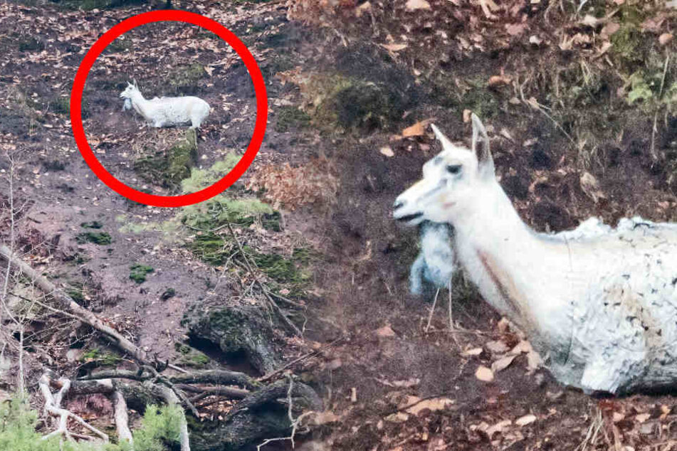 Ziege in Not! Aus diesem kuriosen Grund eilt die Bergwacht nicht zu Hilfe