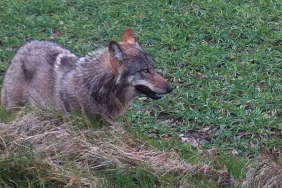 Weil der Wolf mehrere Tiere tötete, soll der Problemwolf erschossen werden.