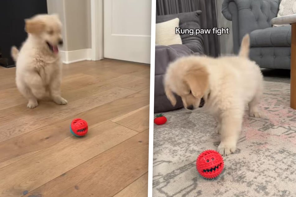 Adorable cachorro Goldie juega como loco: Pero un detalle hace que la red se ría hasta lágrimas