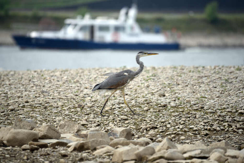Ein Graureiher am Rhein: Langsam steigen die Chancen auf Niederschlag.