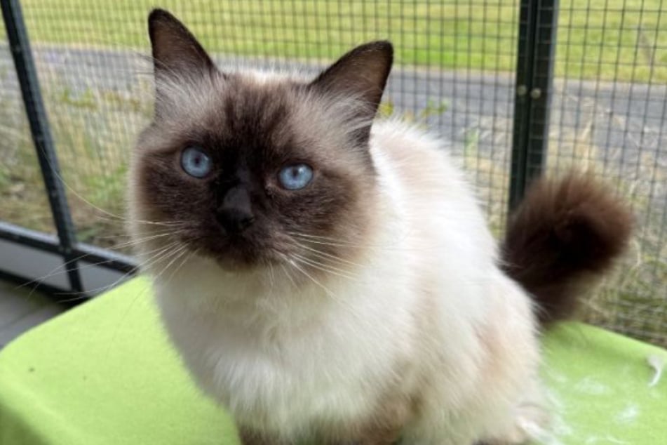 Nach seiner Penis-Amputation sucht der liebe Kater nun ein Zuhause bei erfahrenen Katzenfreunden.