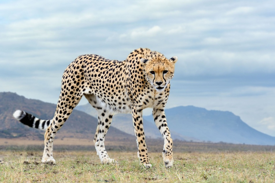 Ist der Gepard das schnellste Tier der Welt? Nein, aber weit oben auf der Liste der Tierrekorde.