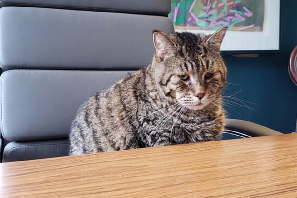 Mr. B sitzt im Chefsessel - er weiß, dass er eine gewichtige Rolle im Tierheim spielt...