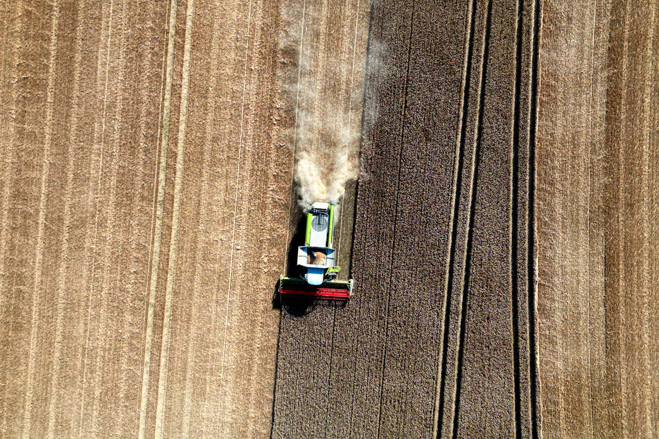 Die Landwirte in Sachsen verzeichneten bei der Getreide-Ernte in 2025 ein Plus von über 12 Prozent im Vergleich zum Vorjahr. (Symbolfoto)