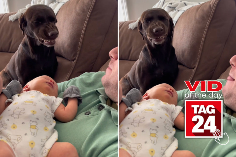 viral videos: Viral Video of the Day for May 4, 2023: Doggy's jealous reaction goes viral on TikTok