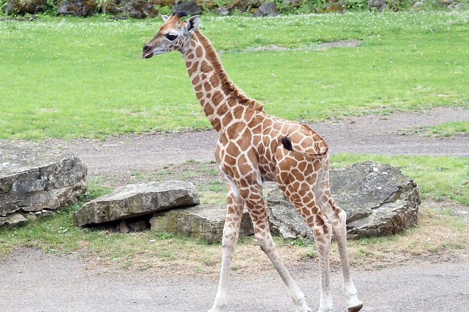 Ihr entscheidet: Wie soll das Leipziger Giraffen-Baby heißen?