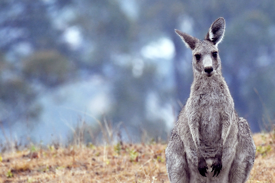 Als Haustier gehalten: Känguru tötet Mann!