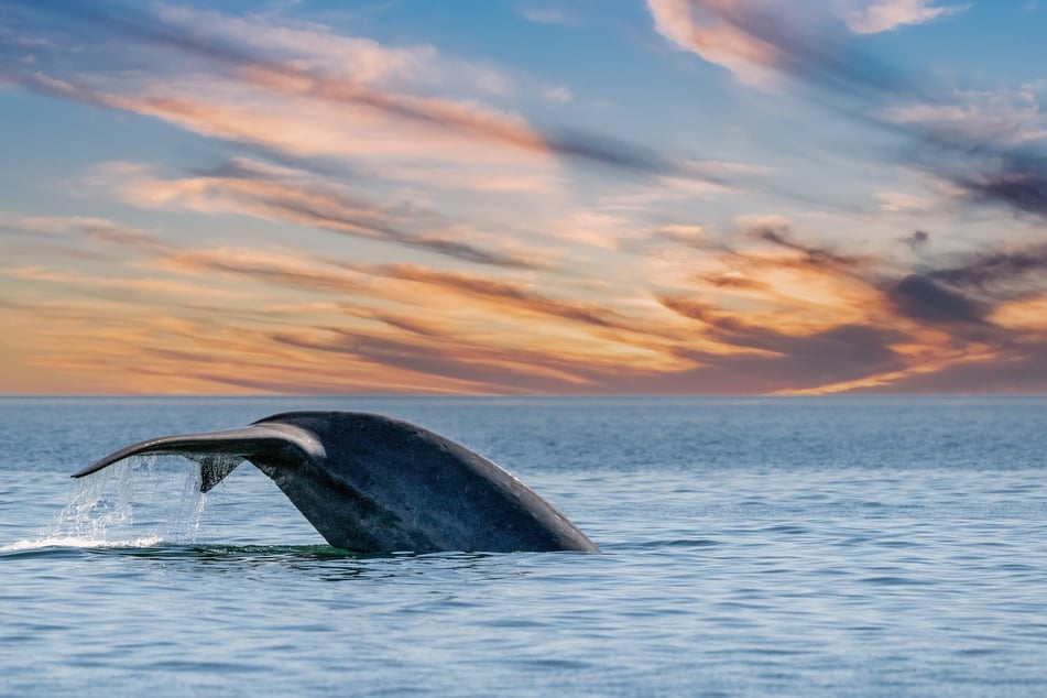 Das größte Tier der Welt: Der Blauwal wird 33 Meter lang und bis zu 180 Tonnen schwer.