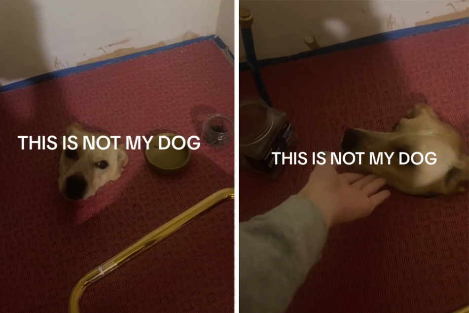 Kyndal was shocked when she found a strange dog stuck in her bathroom floor!