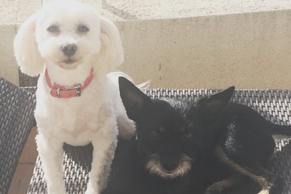 Auf Instagram teilte das Reality-Sternchen bereits vor Jahren einen Schnappschuss von Sissi (15, l.) und Joker (r.).