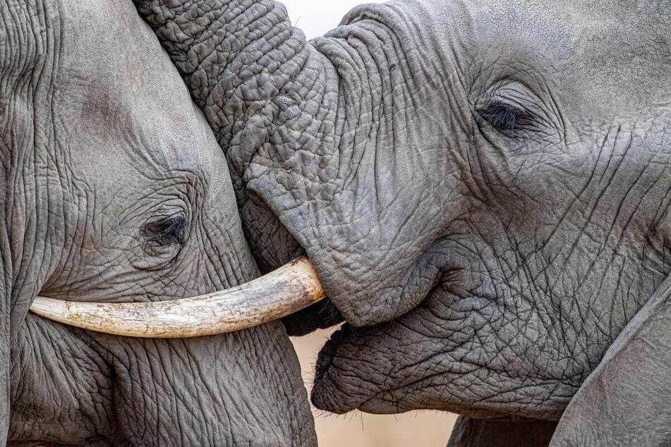 Elephants have a love of family and socializing, and will remember a deceased relative.