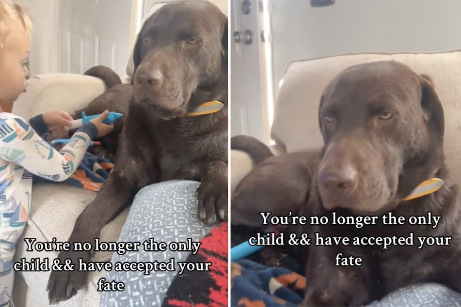 Mit mürrischem Blick erträgt der Labrador das Tierarztspiel des kleinen Bennett.