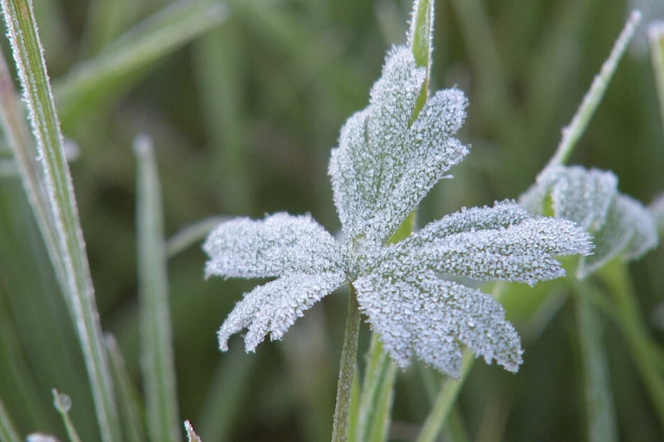 In Kühnhaide bildet sich auch im Sommer Reif auf Gräsern. (Archivfoto)