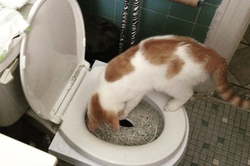 Mit einem Katzen-Klo-Set brachte der junge Mann seinem Kater den Toiletten-Gang bei.