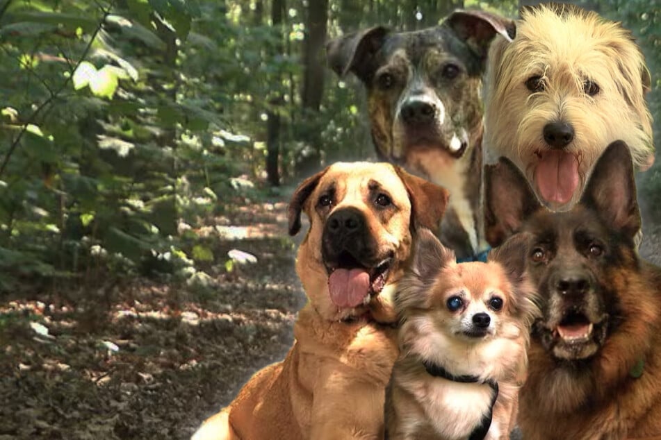 "Très très animal" à Freital : ces quadrupèdes recherchent un nouveau foyer