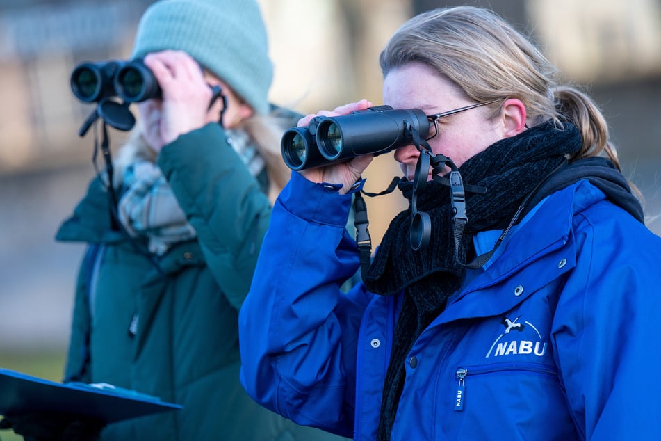 Zählen von Wintervögeln: Naturschutzbund lädt zum Mitmachen ein