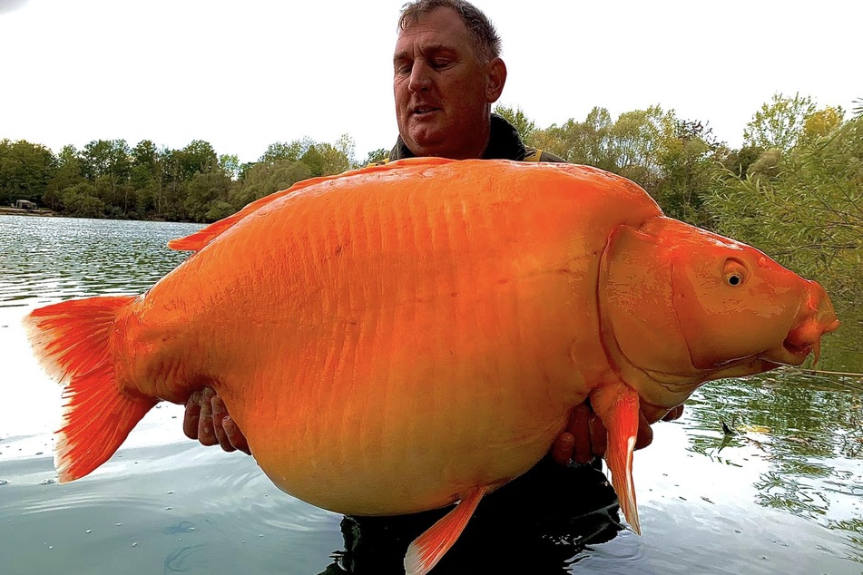 Biggest goldfish ever? Man reels in a catch for the record books