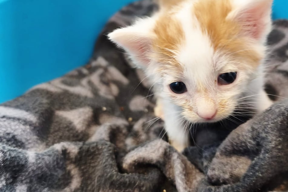 Katzen-Seuche wütet bei Tierschutzverein: Hilfe für kompletten Neuaufbau gesucht