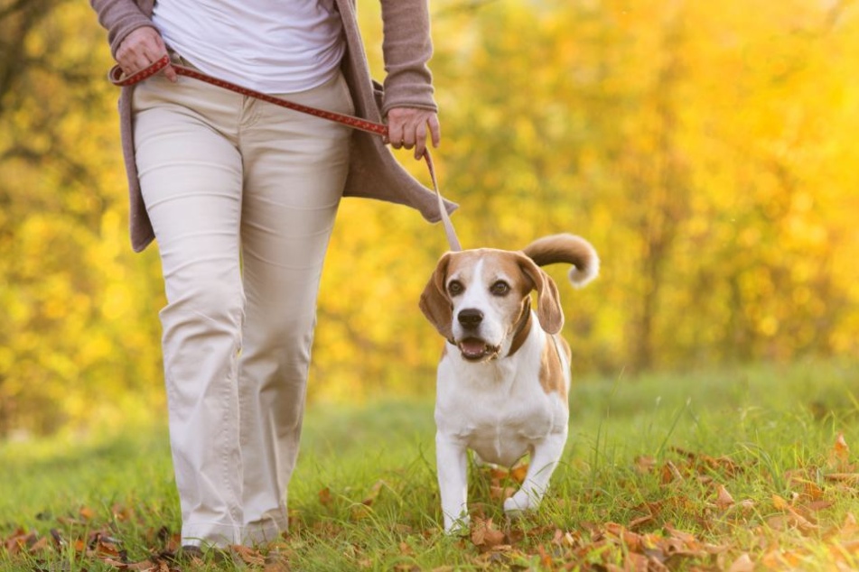 Hundehalter sollten ihren Vierbeiner in jedem Fall anleinen. (Symbolbild)