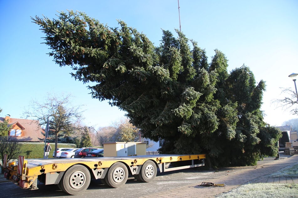 Weihnachtsbaum für das Brandenburger Tor kommt aus Thüringen