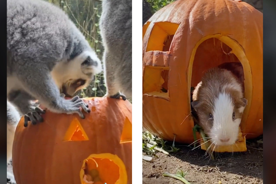 Zoo animals love to chow down and play in pumpkins.