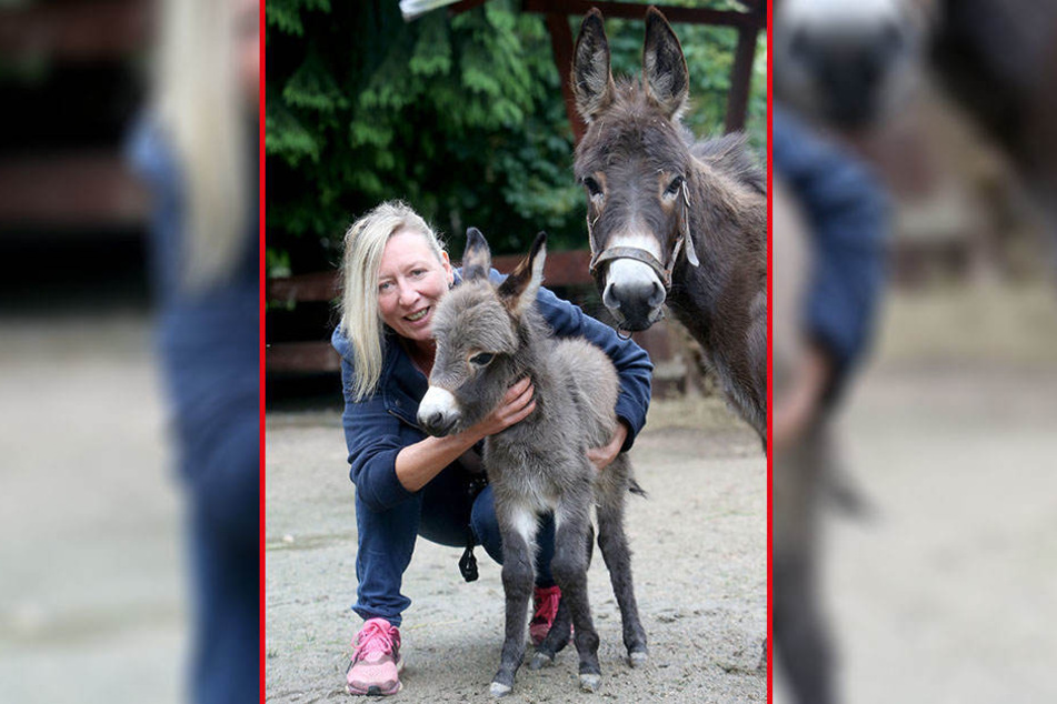 Steffen Lukas' (48) Patenkind ist die Eseldame Sophy. Ihr noch namenloses Fohlen wird am Sonntag getauft.