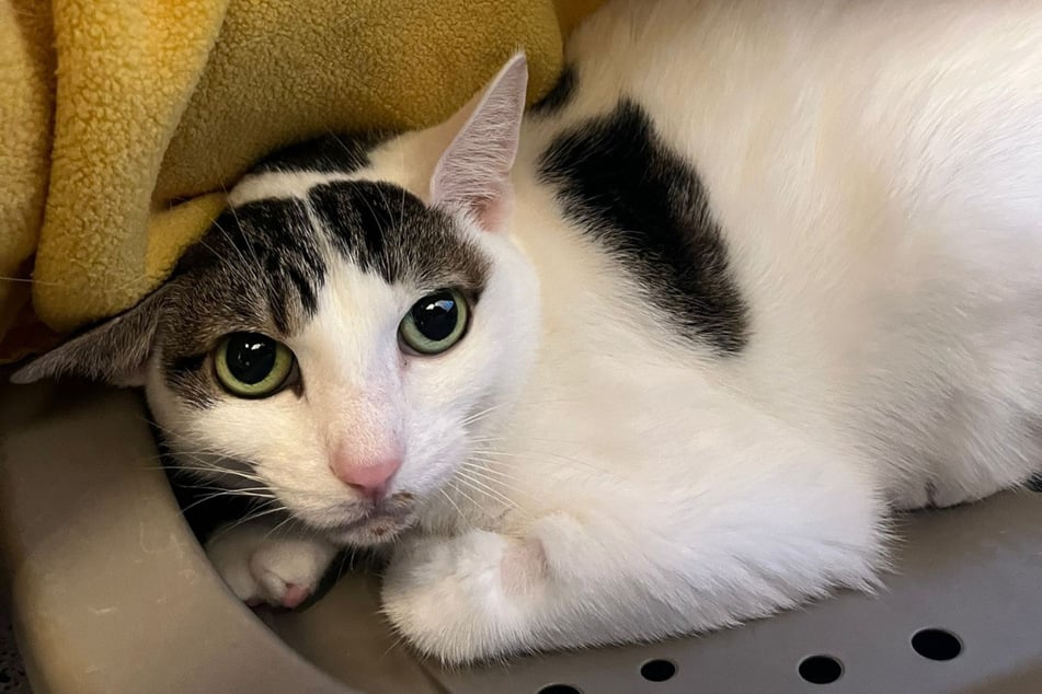 Kočka Leo si se stresem neví rady. Kdo má klidné místo?