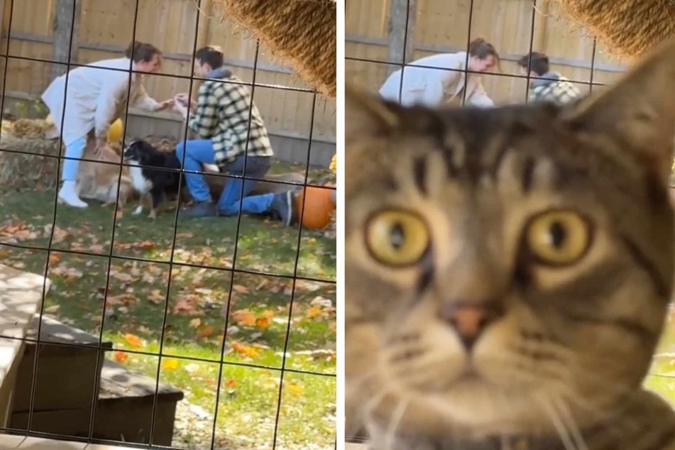 A couple's proposal video has gone viral on TikTok after their cat Loki managed to perfectly photobomb the special moment!