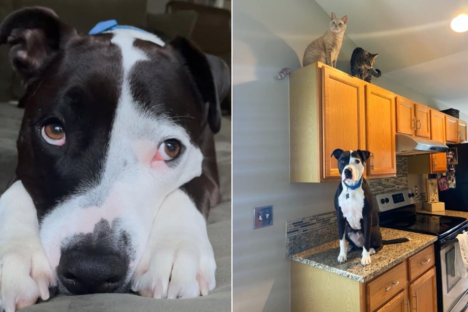 Adorable pit bull hangs out with cats and thinks he's one of them!