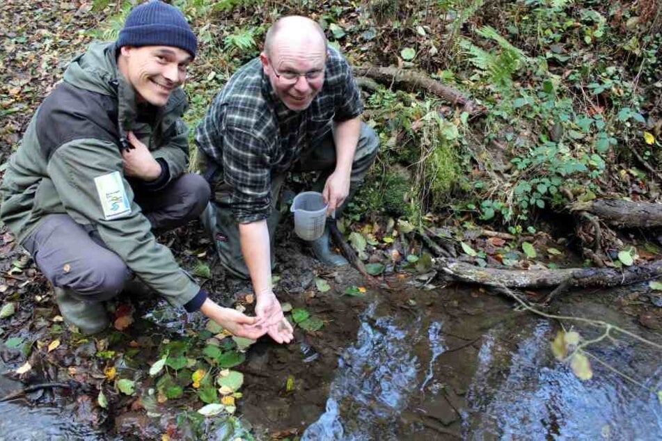 Die Tiere wurden in einem bewusst nicht genannten Bach im Nationalpark Eifel ausgesetzt.