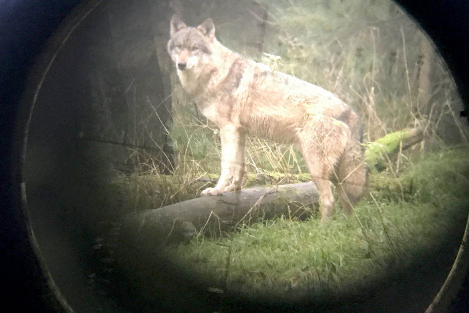 In diesem Jahr gab es insgesamt 19 Wolfsangriffe. (Symbolbild)