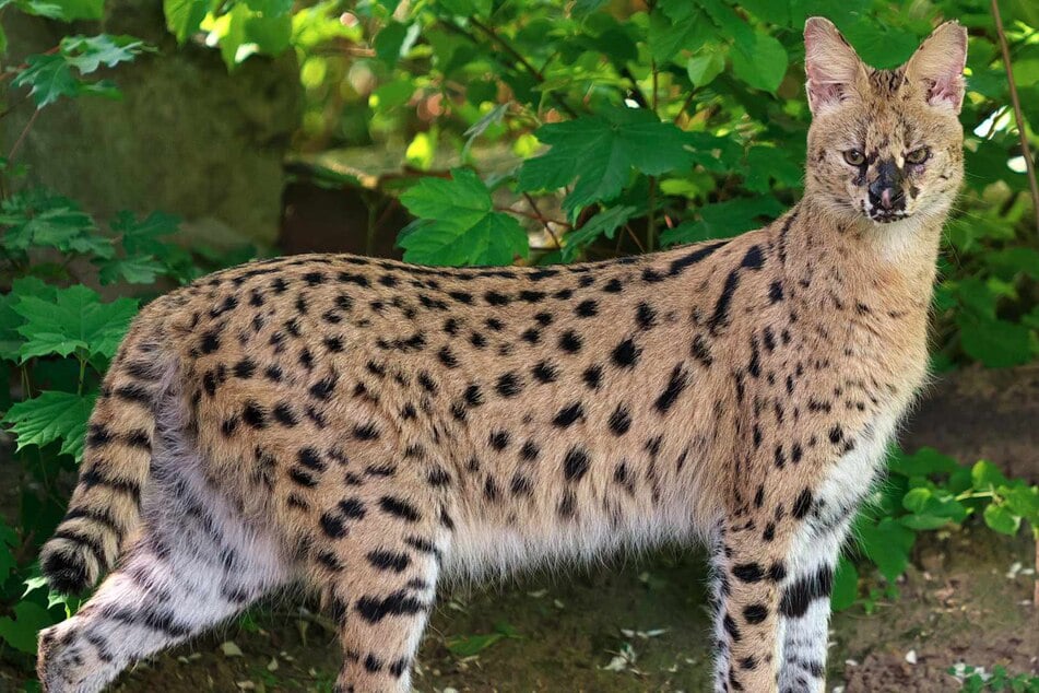 Afrikanische Wildkatze aus Zoo geflohen: Große Suche läuft