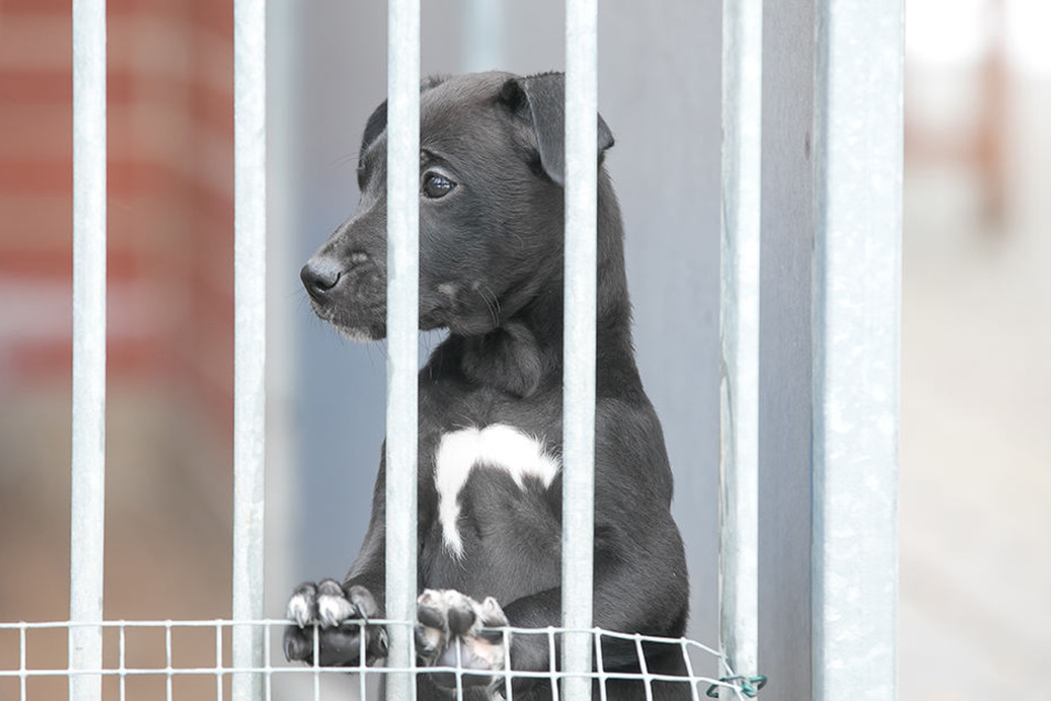 Der kleine Mischlingswelpe ist einer von 34 Hunden, die ein neues Zuhause suchen.